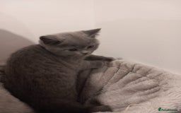 British Shorthair cats for sale: REDUCED LAST 4 REMAINING! TICA BRITISH SHORTHAIRS - Image 11