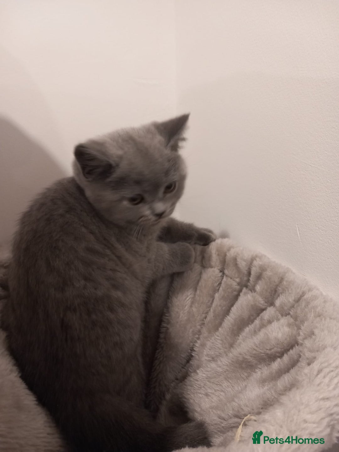 British Shorthair cats for sale: REDUCED LAST 4 REMAINING! TICA BRITISH SHORTHAIRS - Image 11