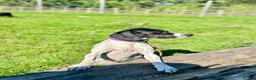 Mixed Breed dogs for adoption: 🌟 Sally’s Confidence is Growing Every Day 🌟 in Iver - Advert 13