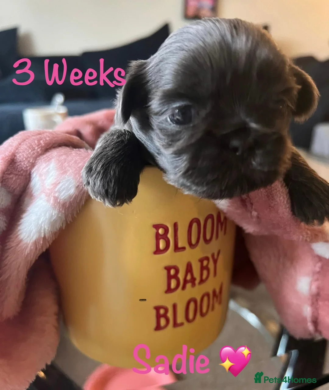 Shih Tzu dogs for sale: Beautiful tiny imperial Shih Tzu puppies in Maidstone - Advert 2