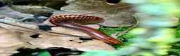 Millipedes invertebrates for sale: Centrobolus fulgidus, Black Fire Millipedes - Advert 3
