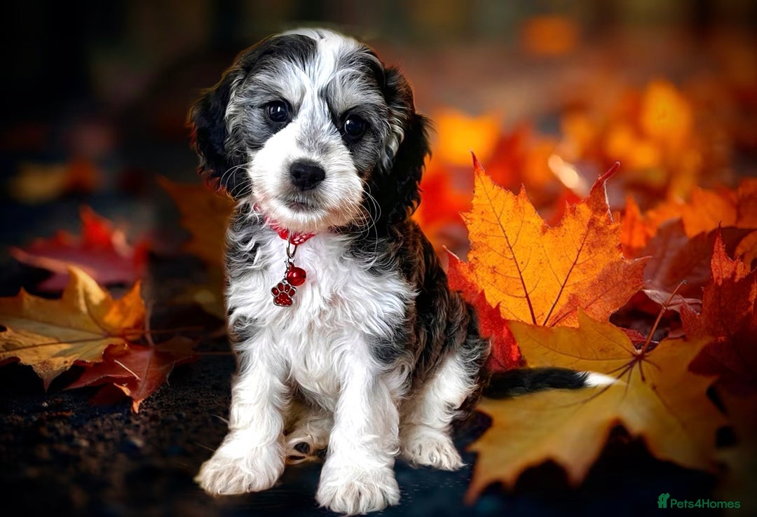 Cockapoo dogs for sale: ⭐️RARE Silver Phantom, VET ✅ & DNA CLEAR Cockapoo - Image 1