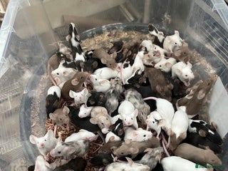 Mouse rodents - Advert 3