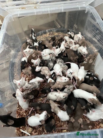 Mouse rodents - Advert 8
