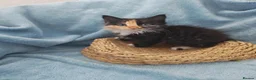 Mixed Breed cats for sale: Beautiful Kittens Videos in Barnsley - Advert 25