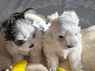 Morkie dogs - Advert 12