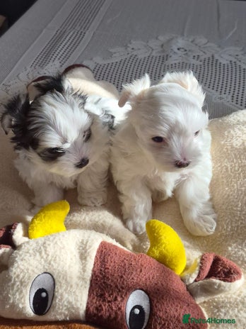 Morkie dogs - Advert 4