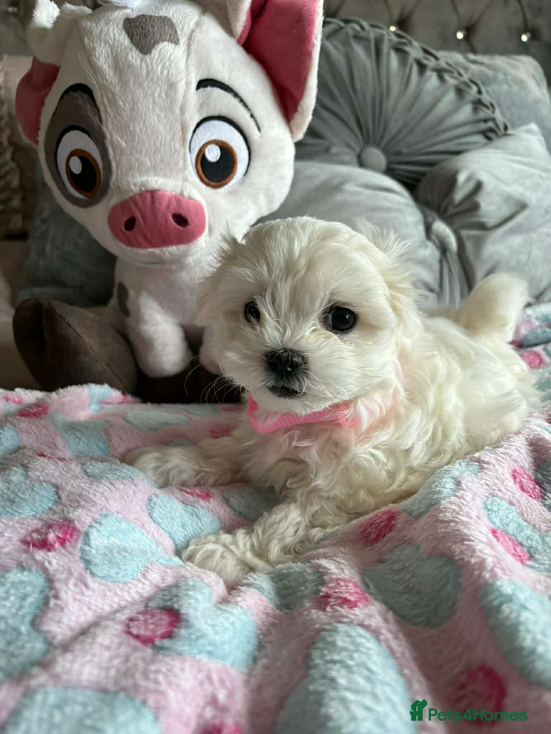 Maltese dogs for sale: Gorgeous tiny Korean Maltese puppies 🐶  - Advert 18