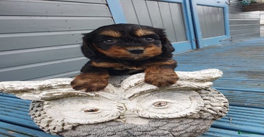 Cockapoo dogs - Advert 1