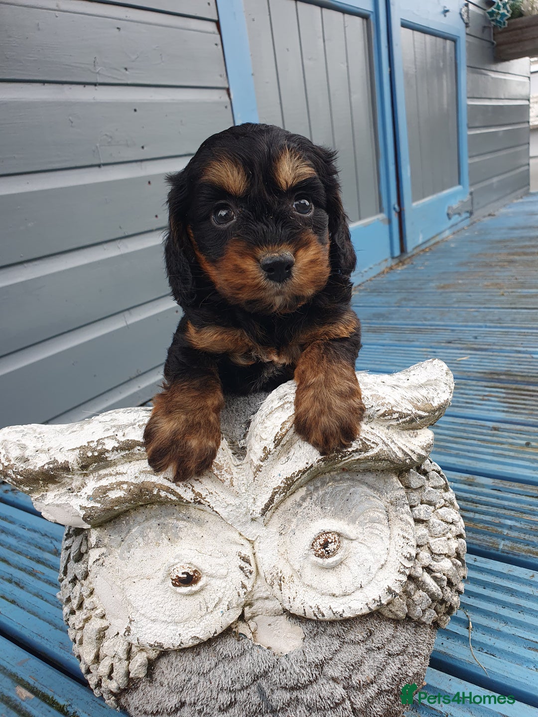 Cockapoo dogs for sale: cockapoo puppies f1 - Image 2