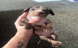 Mixed Breed dogs for sale: Girl chiweenie  - Image 6