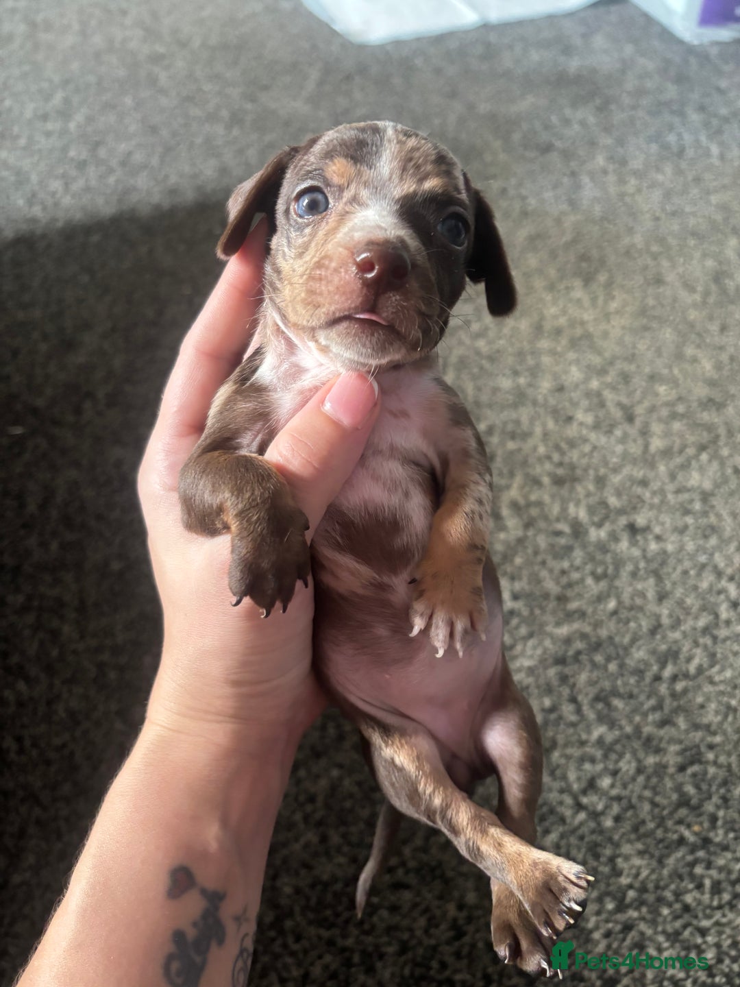 Mixed Breed dogs for sale: Girl chiweenie  - Image 6