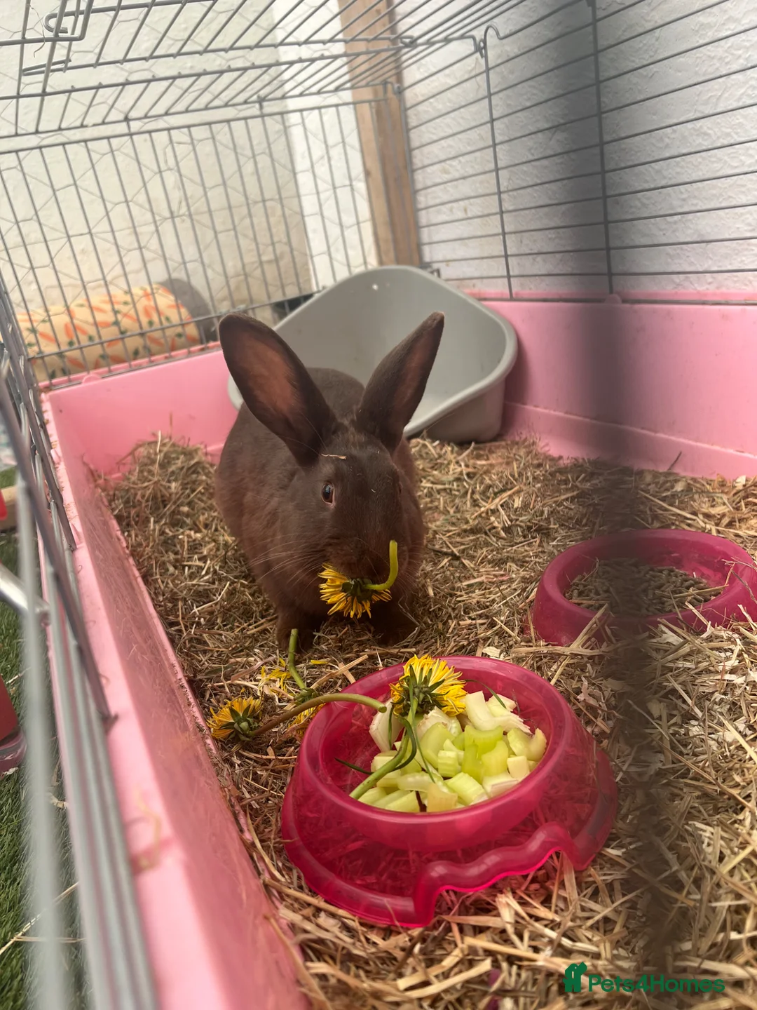 Mixed Breed rabbits for sale: Matteo male rabbit  - Advert 2