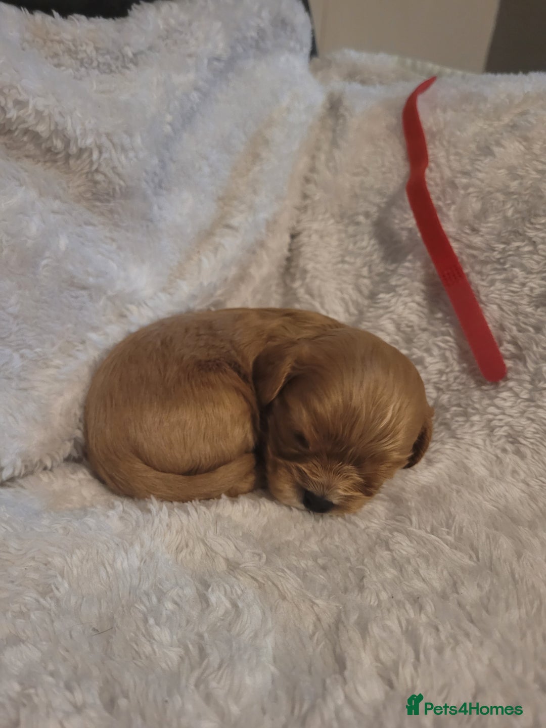 Cavalier King Charles Spaniel dogs for sale: Cavalier king charles pups - Image 15