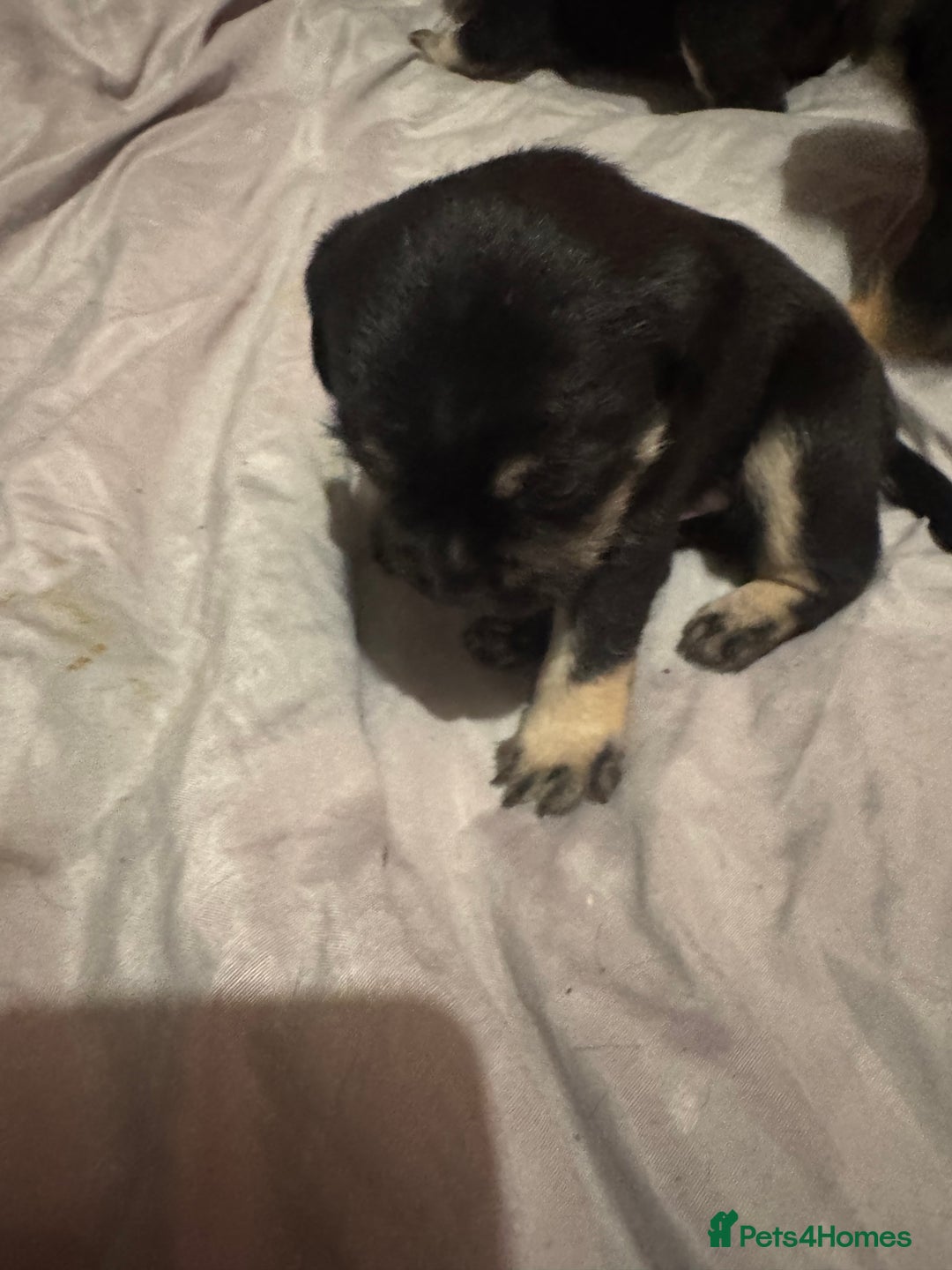 Mixed Breed dogs for sale: French Bulldog/Manchester Terrier hybrid. - Image 15