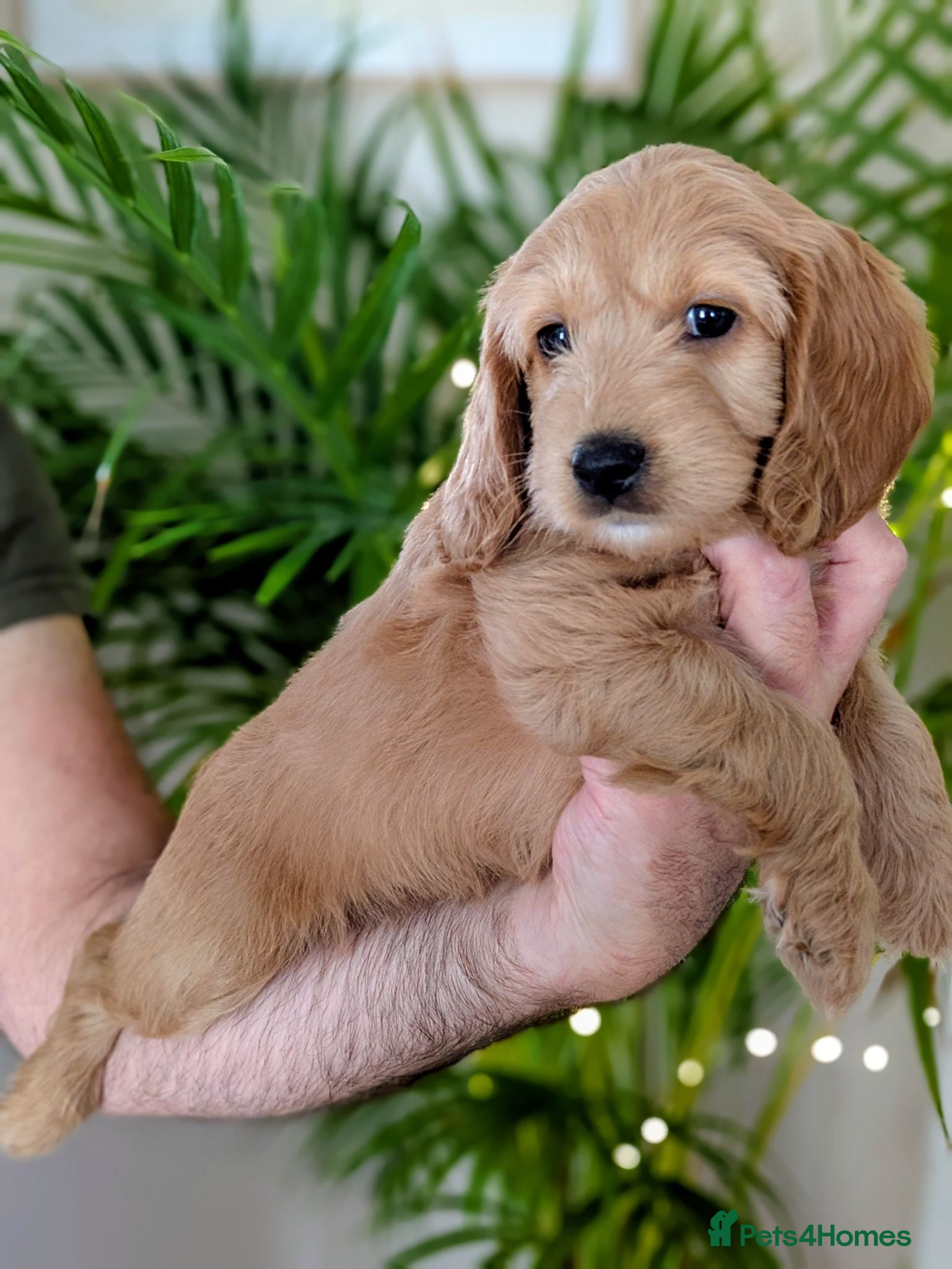Cockapoo dogs Outstanding F1B DNA checked Cockerpoo puppies .  - Advert 1