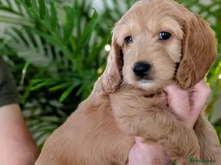 Cockapoo dogs Outstanding F1B DNA checked Cockerpoo puppies . - Advert 1