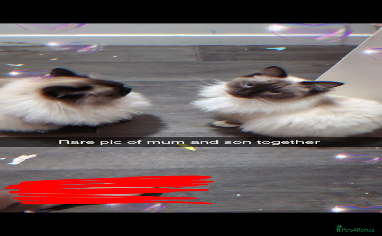 Ragdoll cats - Advert 1