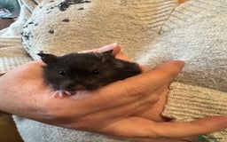 Hamster rodents for sale: Pedigree Syrian hamsters - Image 3