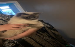 Ragdoll cats for sale: Gorgeous Ragdoll Kittens- 20 weeks old, Ready Now! - Image 11