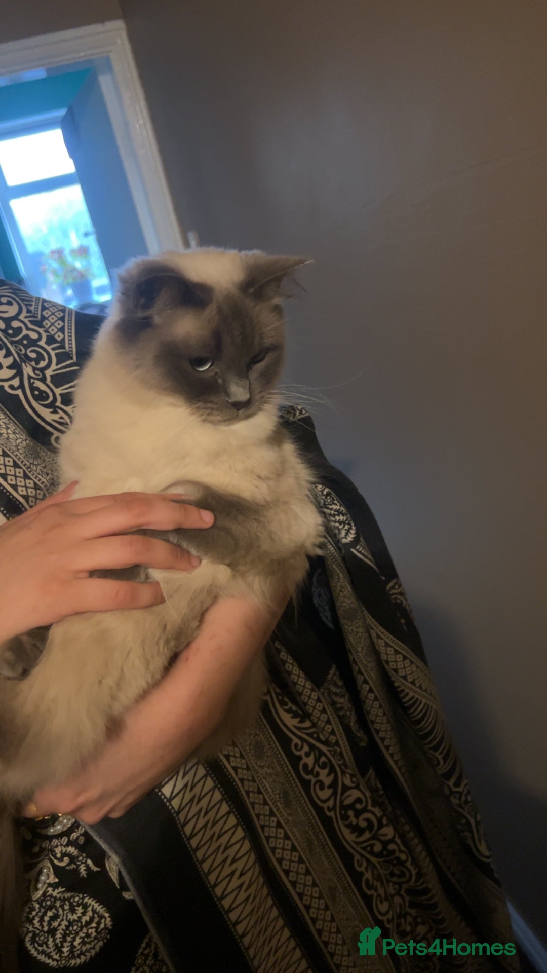 Ragdoll cats for sale: Gorgeous Ragdoll Kittens- 20 weeks old, Ready Now! - Image 11