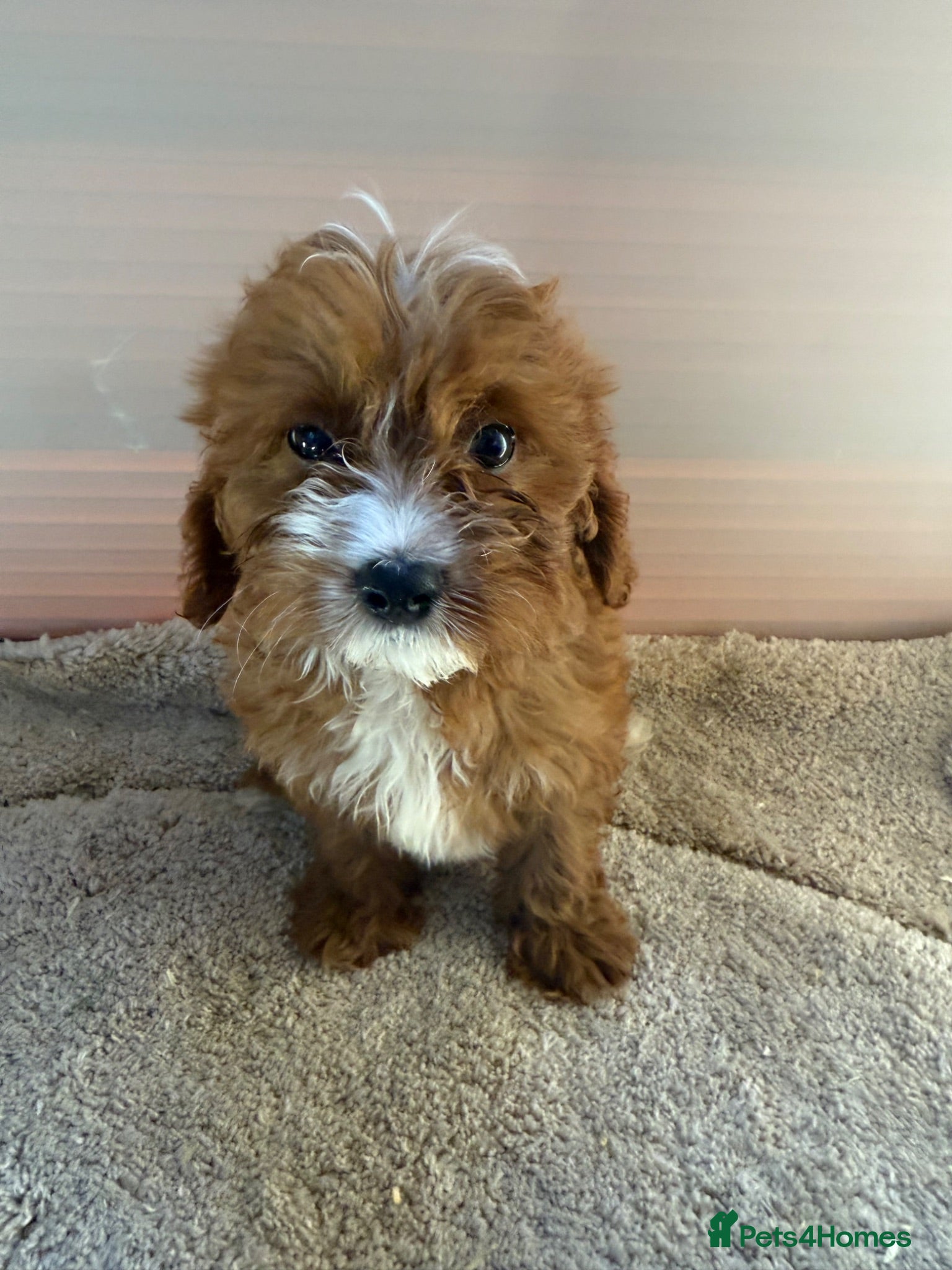 Cavapoo dogs 🐾 Beautiful red  Cavapoos 🐾 - Advert 5