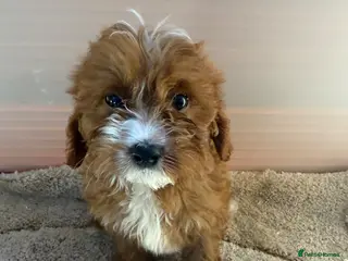 Cavapoo dogs 🐾 Beautiful red Cavapoos 🐾 - Advert 6