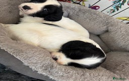 Sprocker dogs for sale: White and Black Sprocker - Image 2