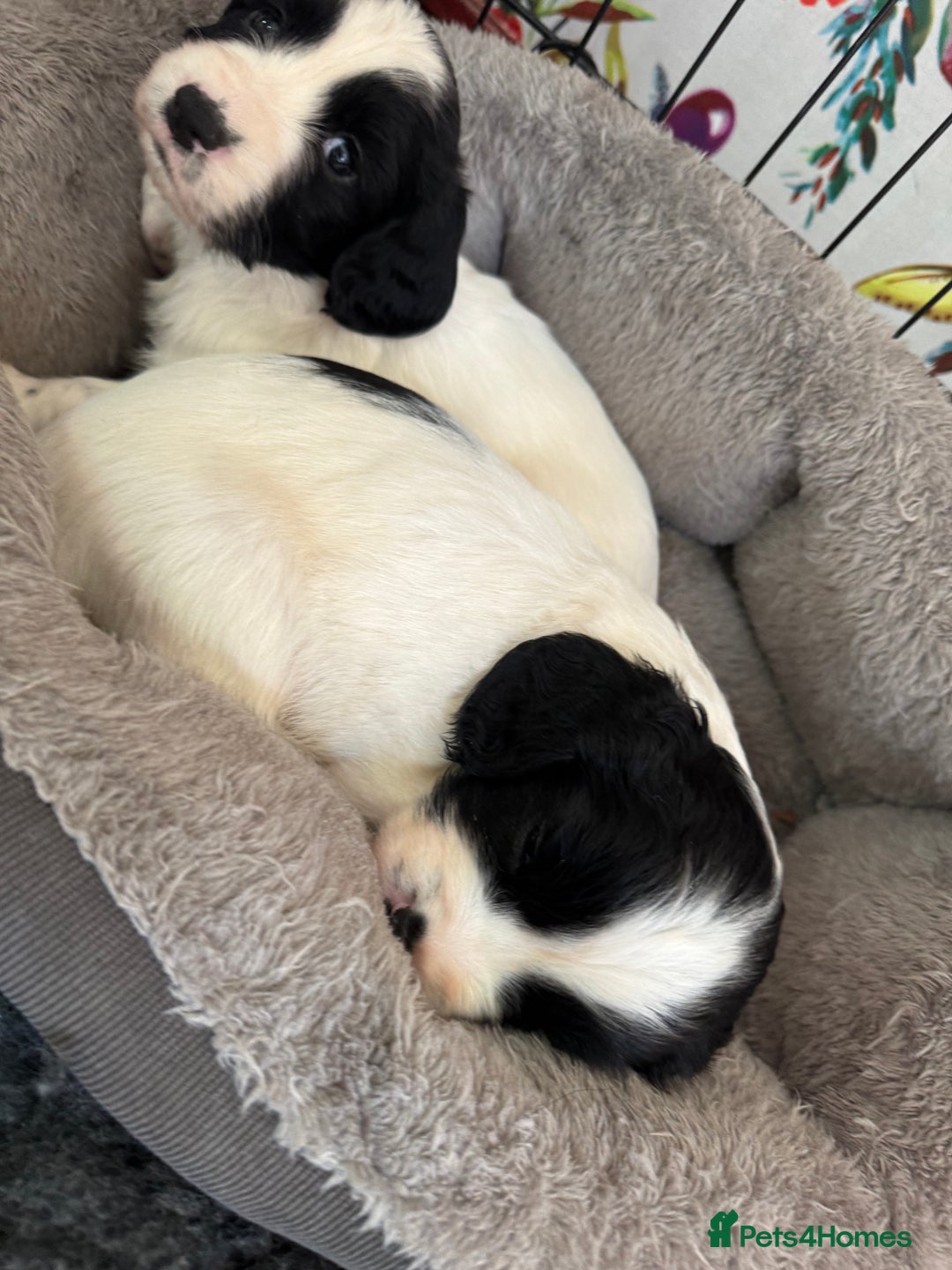 Sprocker dogs for sale: White and Black Sprocker - Image 2