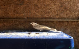 Doves birds for sale: Ring neck doves - Image 5