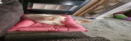 Cavapoo dogs for sale: Beautiful cavapoo boy - Advert 8