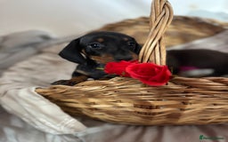 Miniature Dachshund dogs for sale: MINIATURE DACHSHUND PUPPIES  - Advert 2