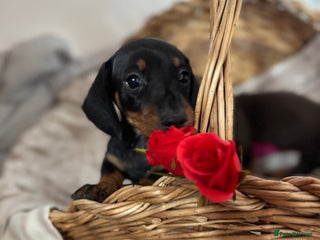 Miniature Dachshund dogs MINIATURE DACHSHUND PUPPIES - Advert 1
