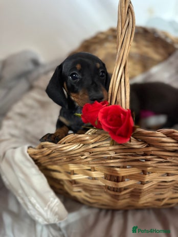 Miniature Dachshund dogs MINIATURE DACHSHUND PUPPIES - Advert 2