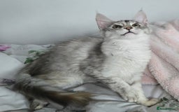 Maine Coon cats for sale: MAINE COON TICA REGISTERED KITTENS READY NOW  - Image 1
