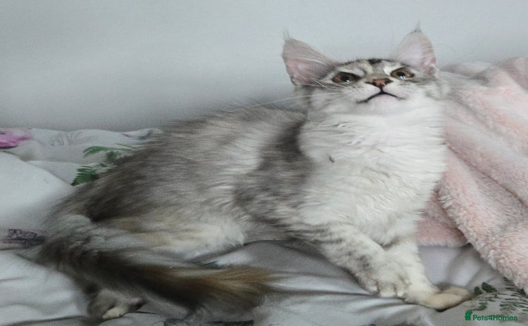 Maine Coon cats - Advert 7