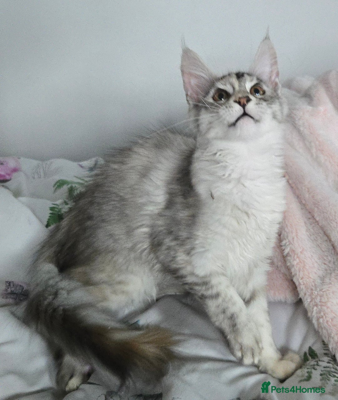 Maine Coon cats for sale: MAINE COON TICA REGISTERED KITTENS READY NOW  - Image 1