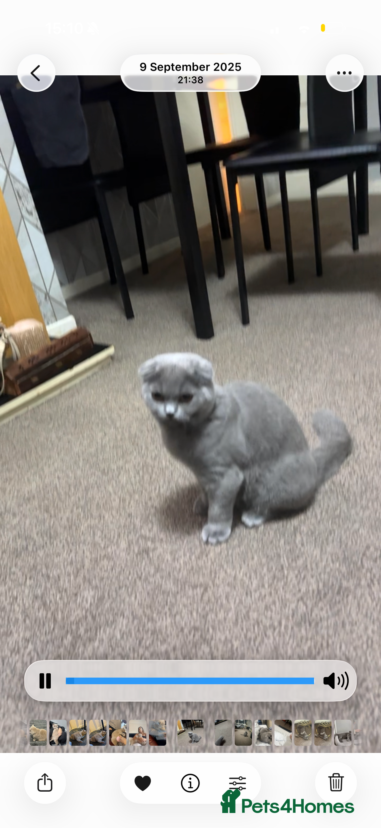 Scottish Fold cats Beautiful soft baby girl! - Advert 7