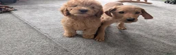 Labradoodle dogs for sale: Stunning F2 labradoodles ready now * 3 left* - Advert 4