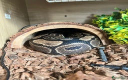 Python Snake reptiles for sale: Male adult, chocolate ball python - Image 3