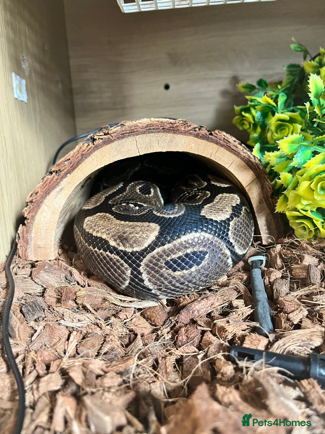 Python Snake reptiles for sale: Male adult, chocolate ball python - Image 3