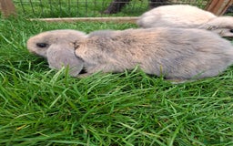 Mini Lop rabbits for sale: Baby Mini Lops ready to leave - Image 4