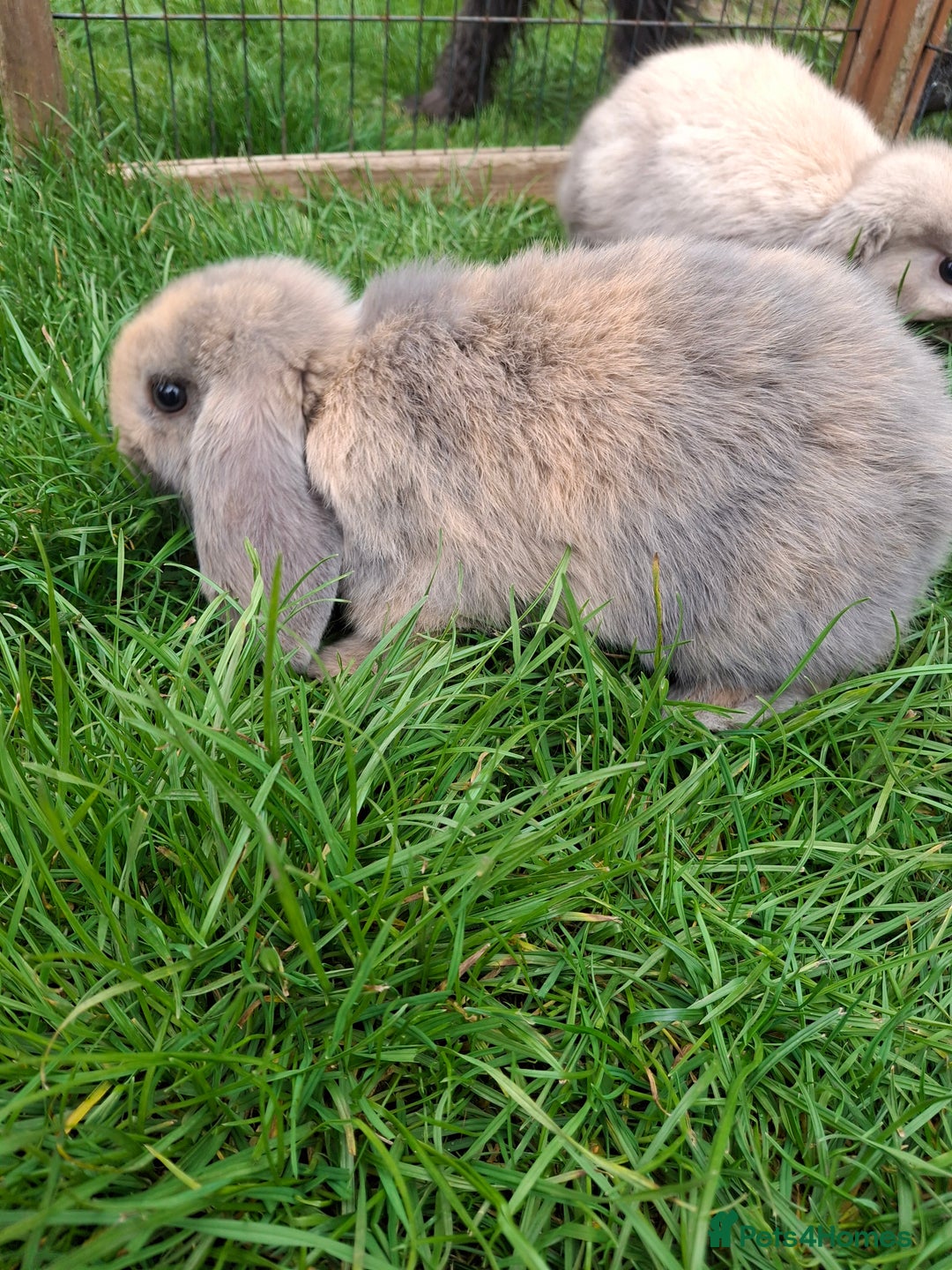 Mini Lop rabbits for sale: Baby Mini Lops ready to leave - Image 4