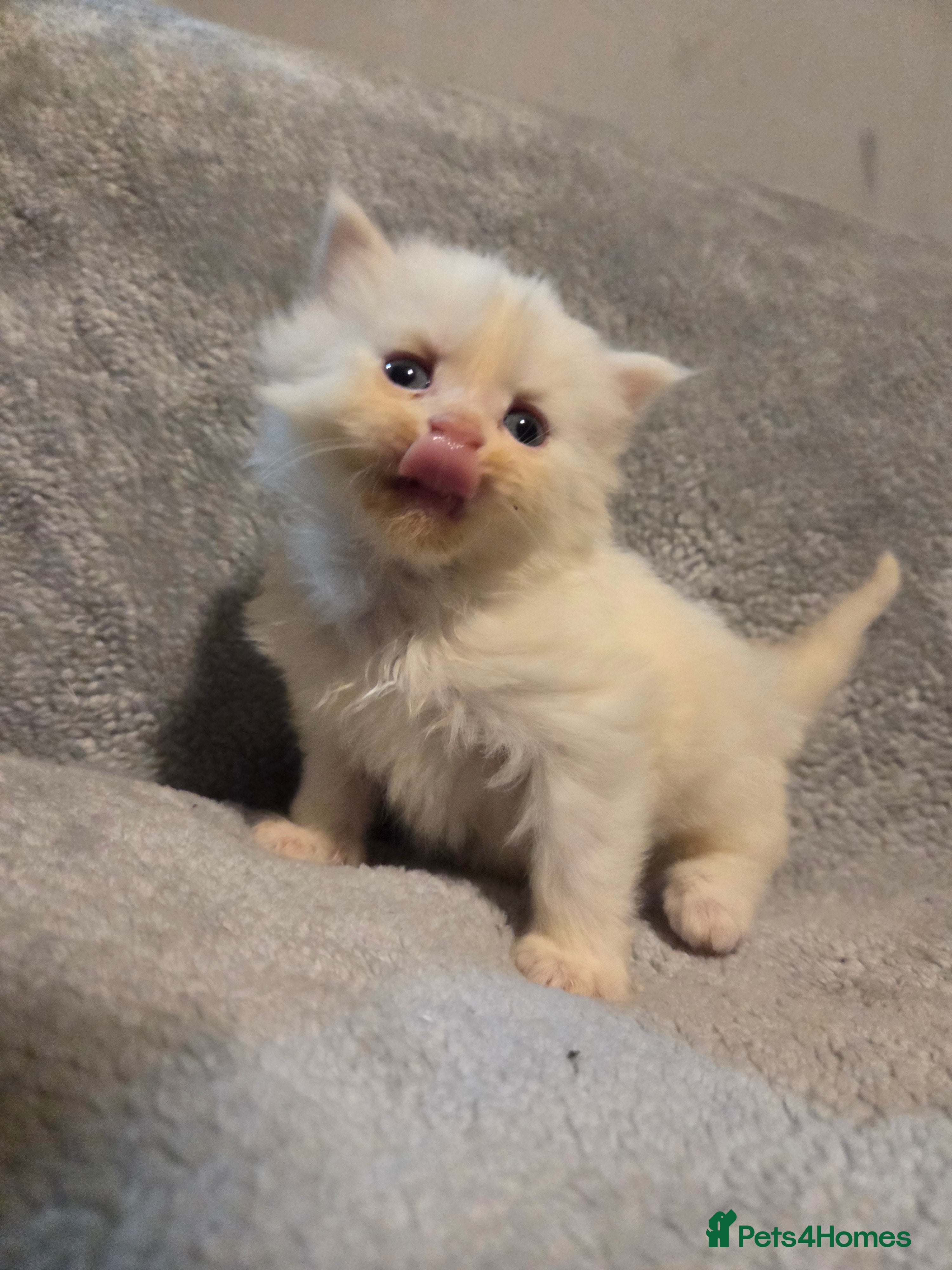 Maine Coon cats TICA registered MaineCoons 😸  - Advert 1