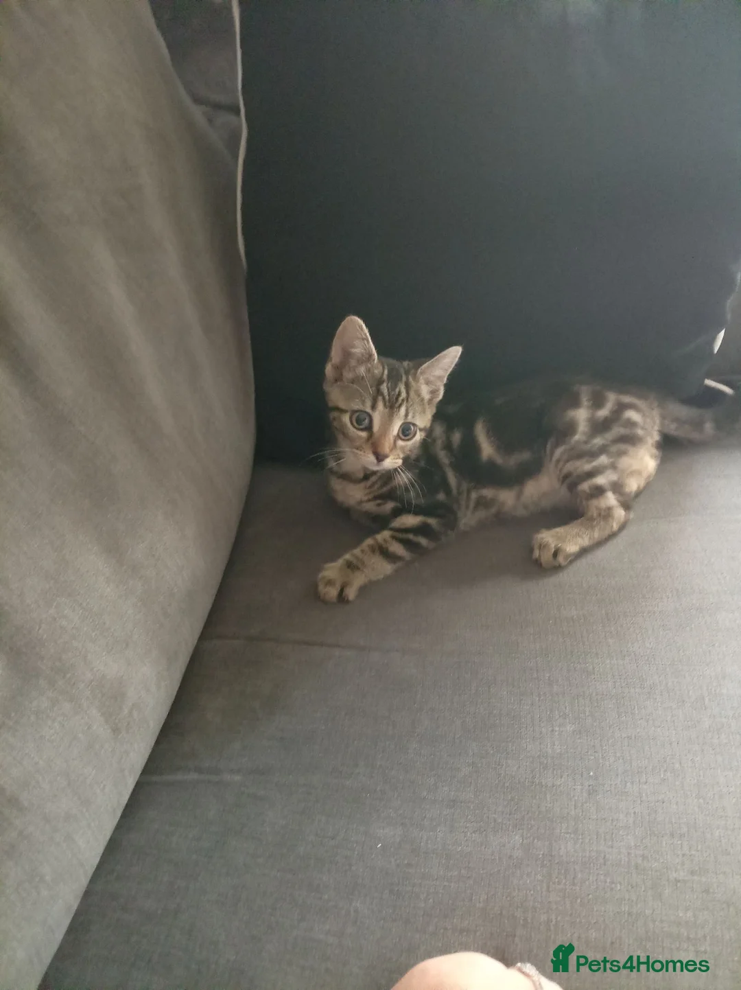 Mixed Breed cats for sale: Tabby female cat  - Advert 2