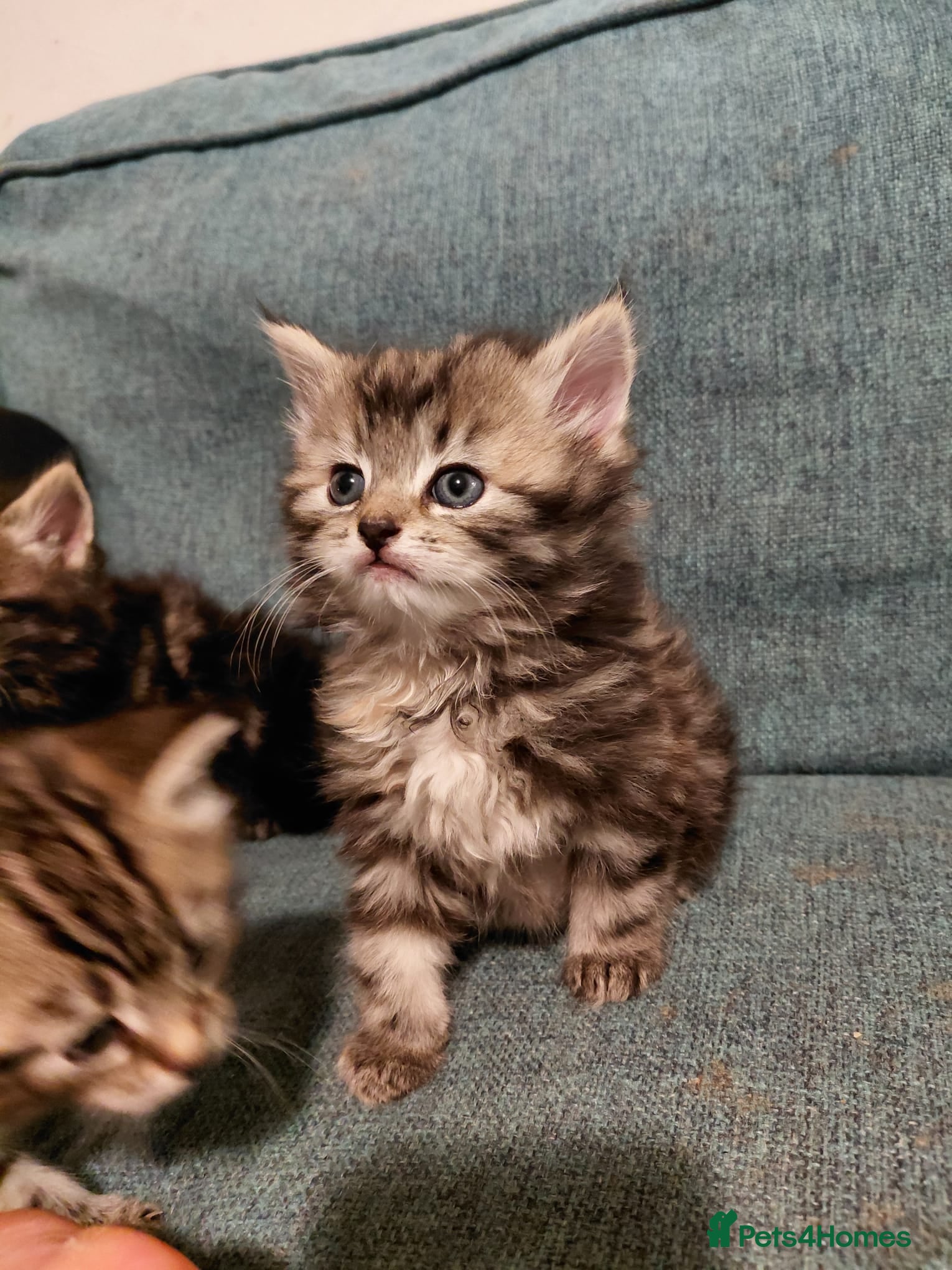 Mixed Breed cats Kittens  - Advert 2