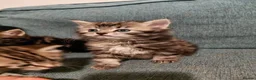 Mixed Breed cats for sale: Kittens  - Advert 2