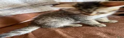 Mixed Breed cats for sale: Tabby kitten  - Advert 6