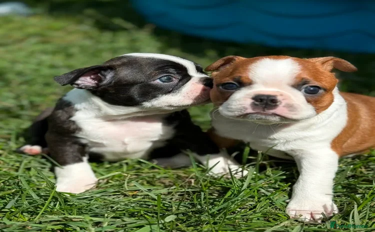 Boston Terrier dogs - Advert 1
