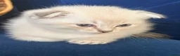 Scottish Fold cats for sale: Scottish Fold X Lilac Ragdoll twins ❤️  - Advert 11